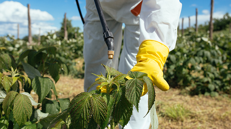 Herbicidas quase dobram de preço e há dificuldade em conseguir produtos no mercado