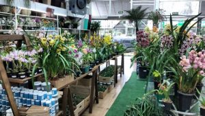 Anualmente a Floricultura Passo Verde realizava a Feira de Orquídeas. Porém, devido a pandemia, a feira não vai acontecer pelo segundo ano consecutivo, relata Cláudia.