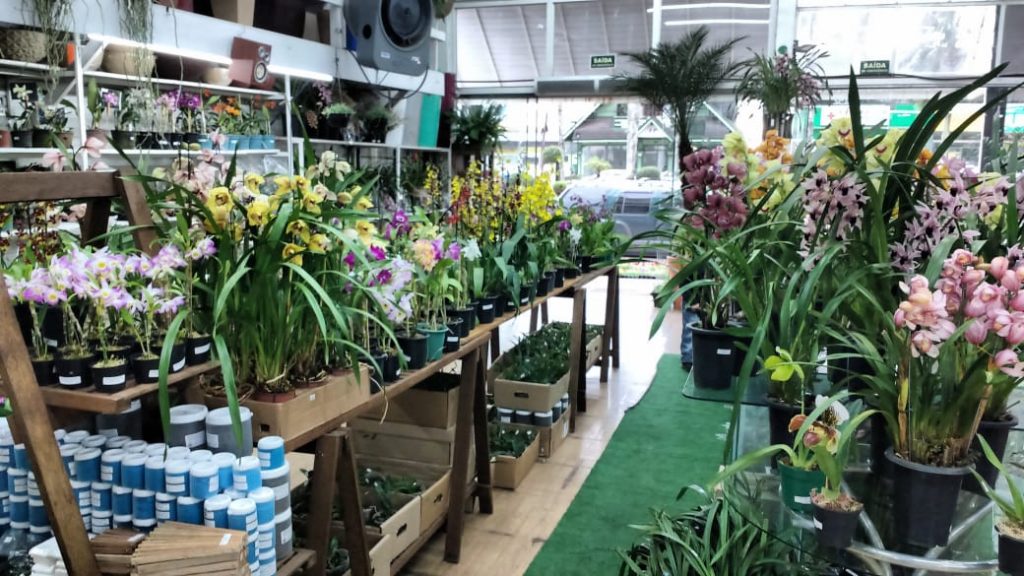 Anualmente a Floricultura Passo Verde realizava a Feira de Orquídeas. Porém, devido a pandemia, a feira não vai acontecer pelo segundo ano consecutivo, relata Cláudia.