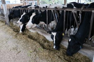 UPF oferecerá turismo rural em fazenda modelo no segundo semestre