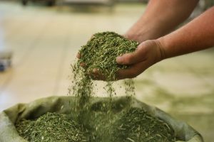 Estiagem impactou toda área de produção de erva-mate, avalia engenheiro agrônomo da emater