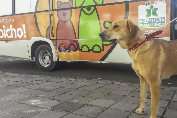 Prefeitura de Passo Fundo oferece programa de castração de animais gratuito