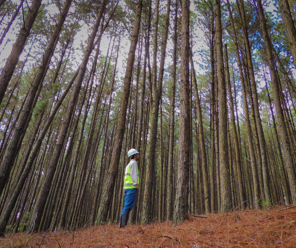 Dia do Engenheiro Florestal: profissão é um elo de equilíbrio entre a parte econômica e a ambiental