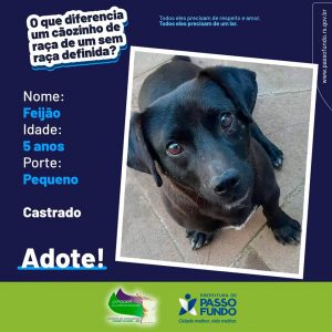 Prefeitura e Câmara de Vereadores vão divulgar fotos de animais disponíveis para adoção