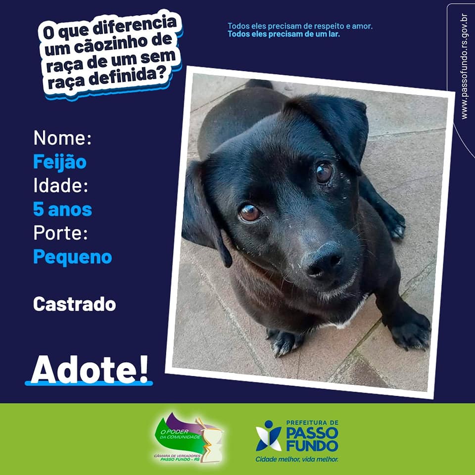 Prefeitura e Câmara de Vereadores vão divulgar fotos de animais disponíveis para adoção