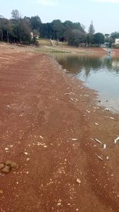 Ambientalista não descarta que mortes de peixes no Capingui sejam causadas por fatores naturais