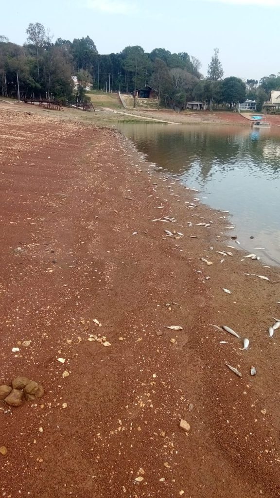 Ambientalista não descarta que mortes de peixes no Capingui sejam causadas por fatores naturais