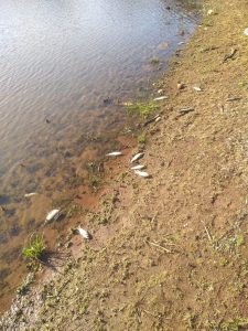 Lançamento pontual de herbicidas e pesticidas pode ter causado mortes de peixes no Capingui, diz CEEE