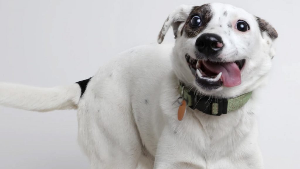 Saiba porque agosto é conhecido como "mês do cachorro louco"