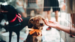 Prefeitura de Passo Fundo orienta sobre adoção de animais