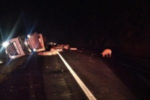 Carreta carregada de porcos tomba e animais saem andando pela BR-386 em Tabaí