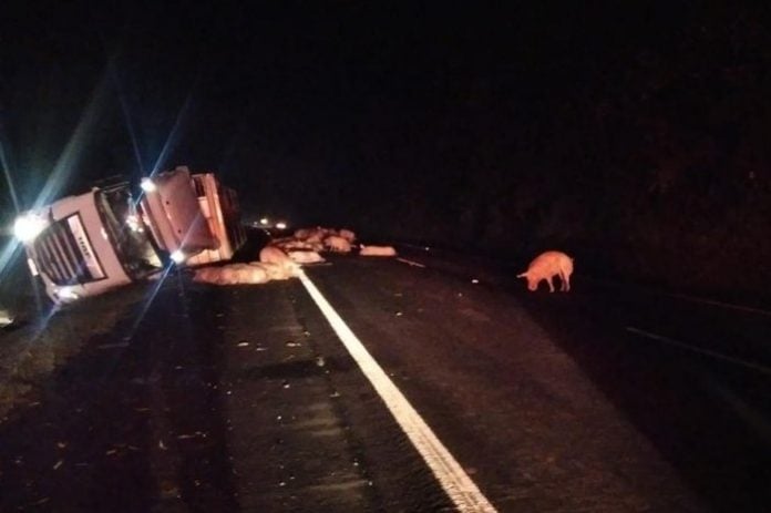 Carreta carregada de porcos tomba e animais saem andando pela BR-386 em Tabaí