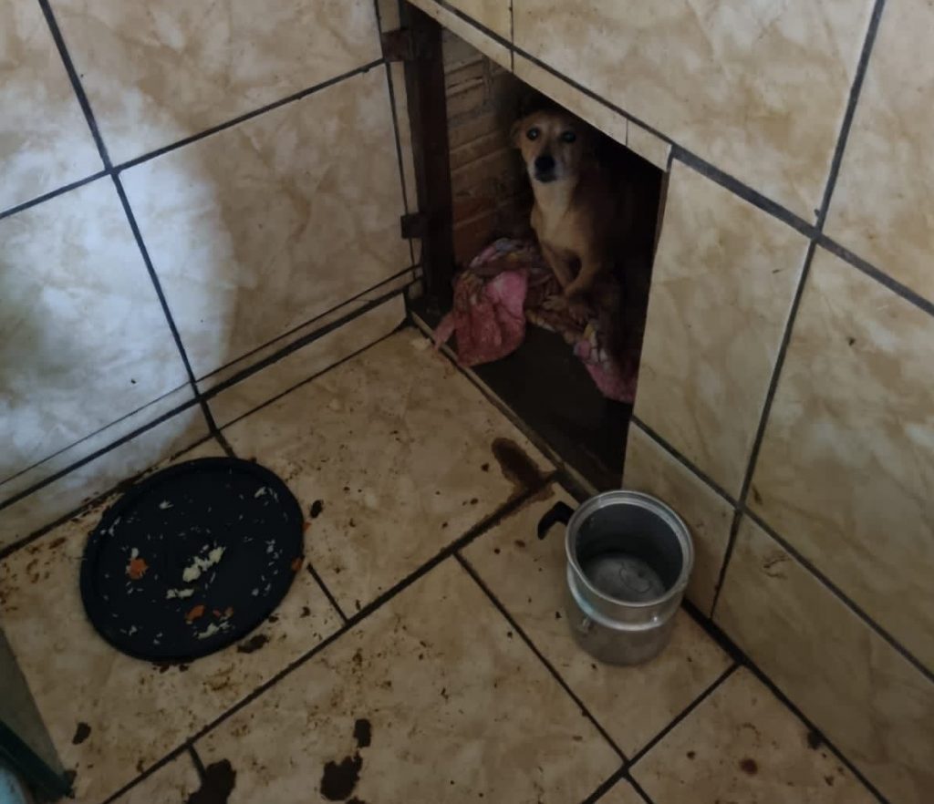 Dois homens são presos por maus tratos a animais em Marau