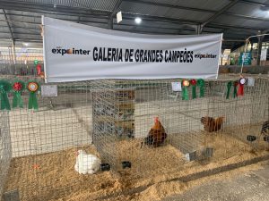 Galinha e galo que custam R$1.500 são destaque no Pavilhão de Pequenos Animais da Expointer