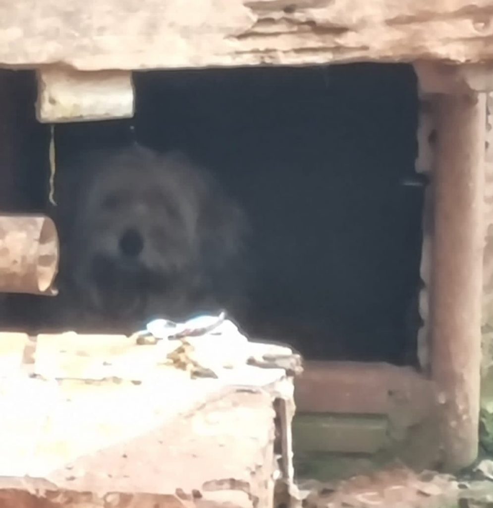 Dois homens são presos por maus tratos a animais em Marau
