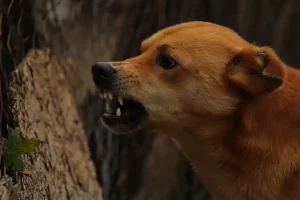 Dia Mundial Contra a Raiva: vacinação dos animais é a única forma de combater a doença