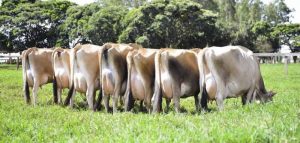 Vaca da raça Jersey produz em média o dobro de leite que as comuns, diz produtor