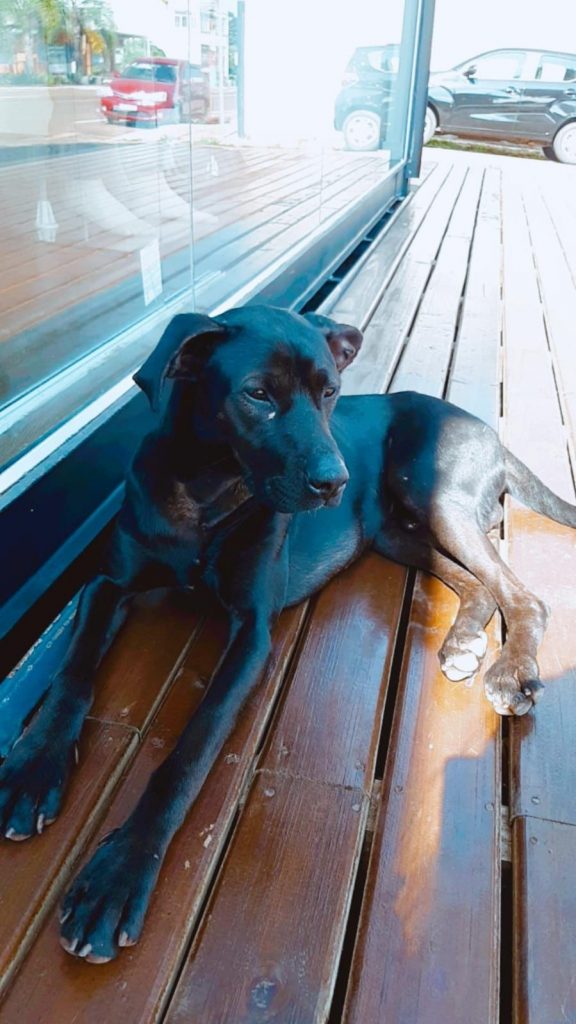 Homem agride cachorro e cavalo em Coxilha