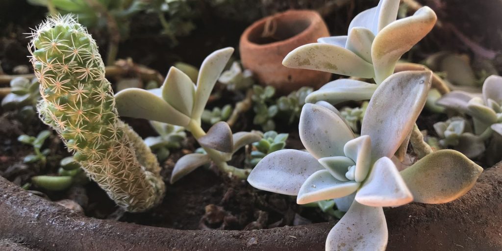 Pandemia faz aumentar procura por plantas e jardinagem em casa