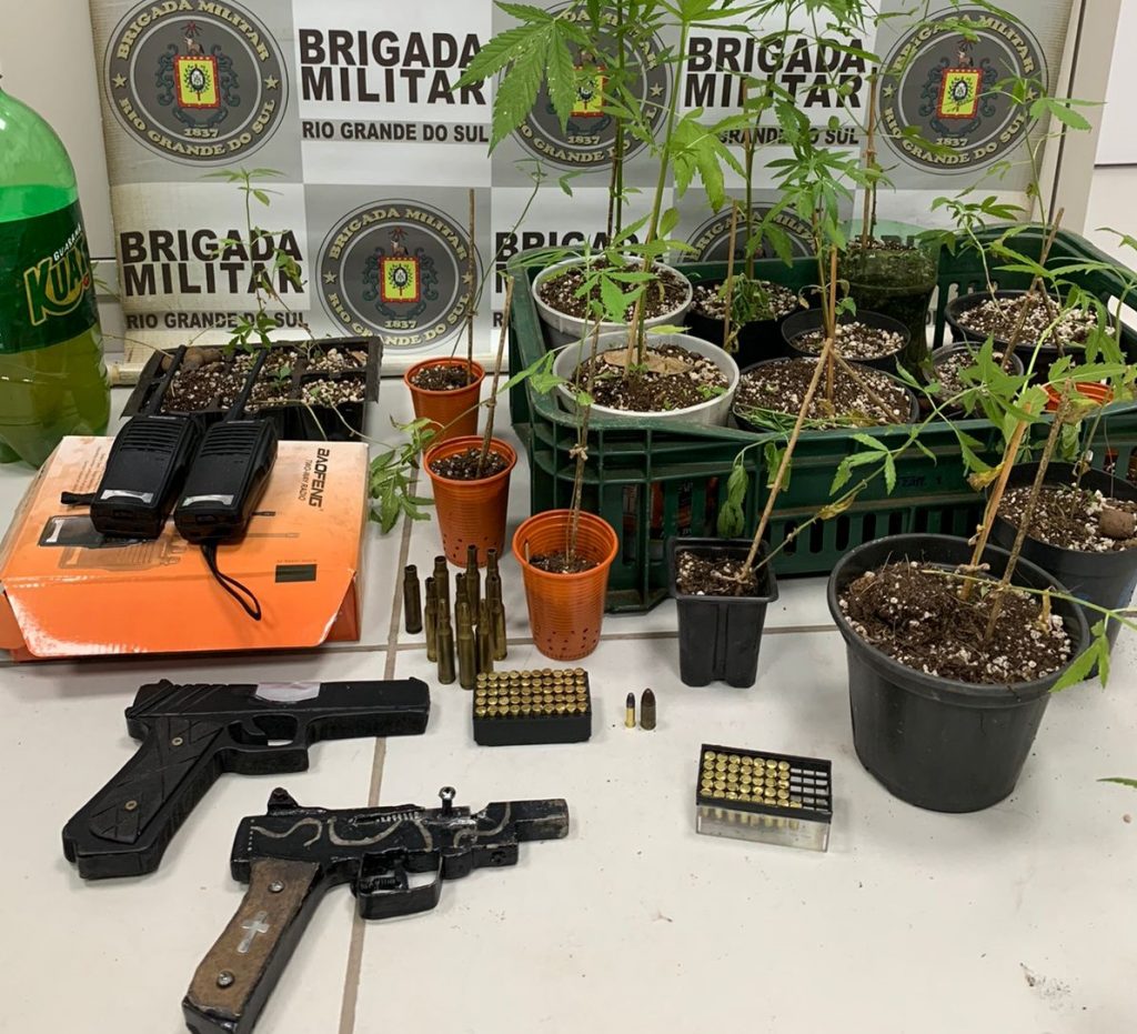 Homem é preso por cultivar plantação de maconha em Nicolau Vergueiro
