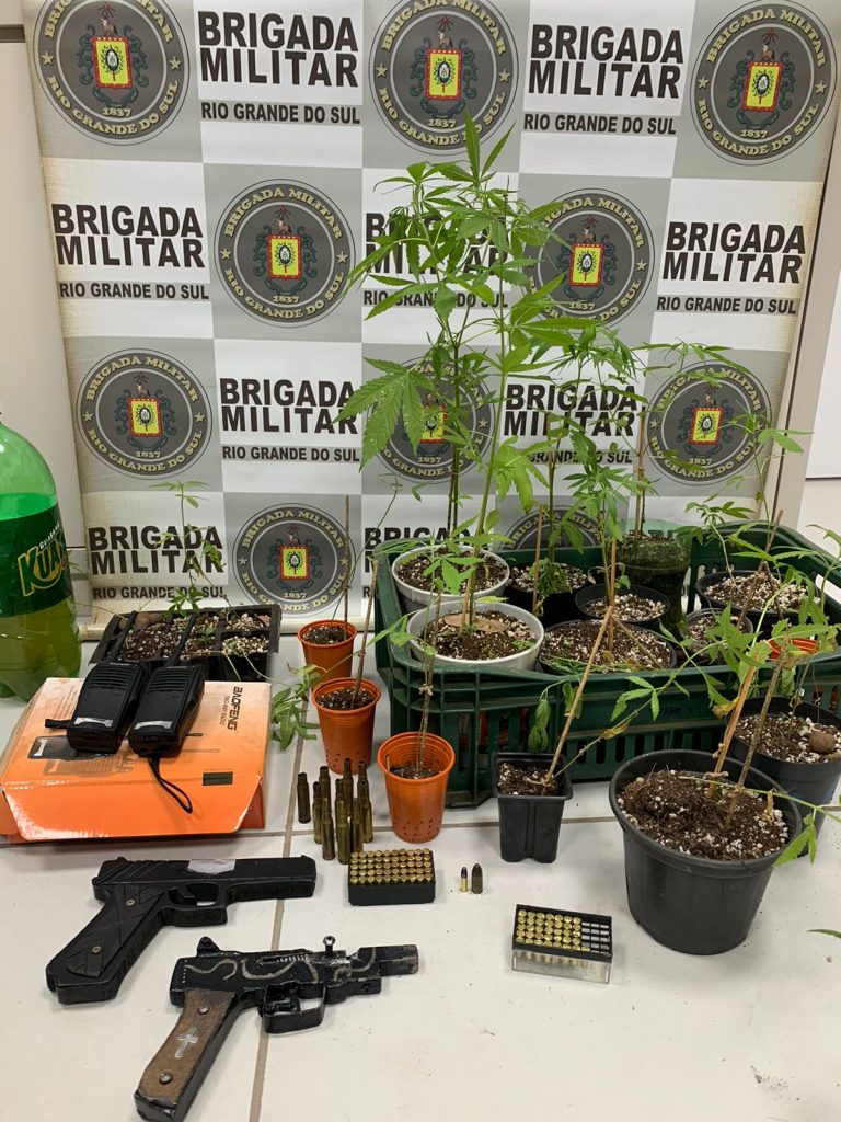 Homem é preso por cultivar plantação de maconha em Nicolau Vergueiro