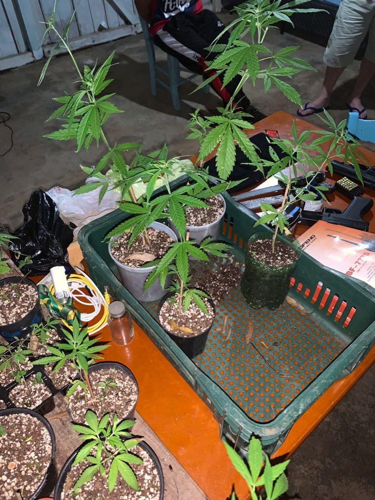 Homem é preso por cultivar plantação de maconha em Nicolau Vergueiro