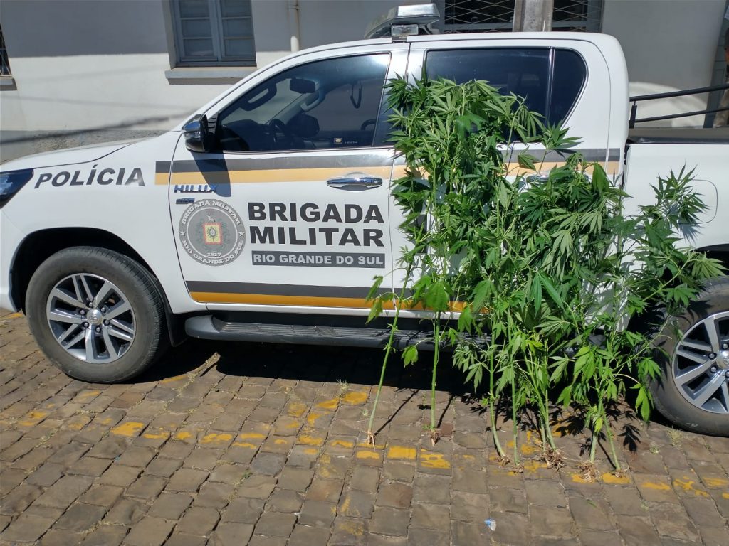 Brigada Militar realiza apreensão de pés de maconha em Soledade