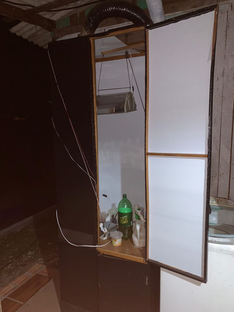 Homem é preso por cultivar plantação de maconha em Nicolau Vergueiro