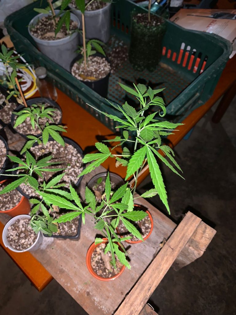 Homem é preso por cultivar plantação de maconha em Nicolau Vergueiro