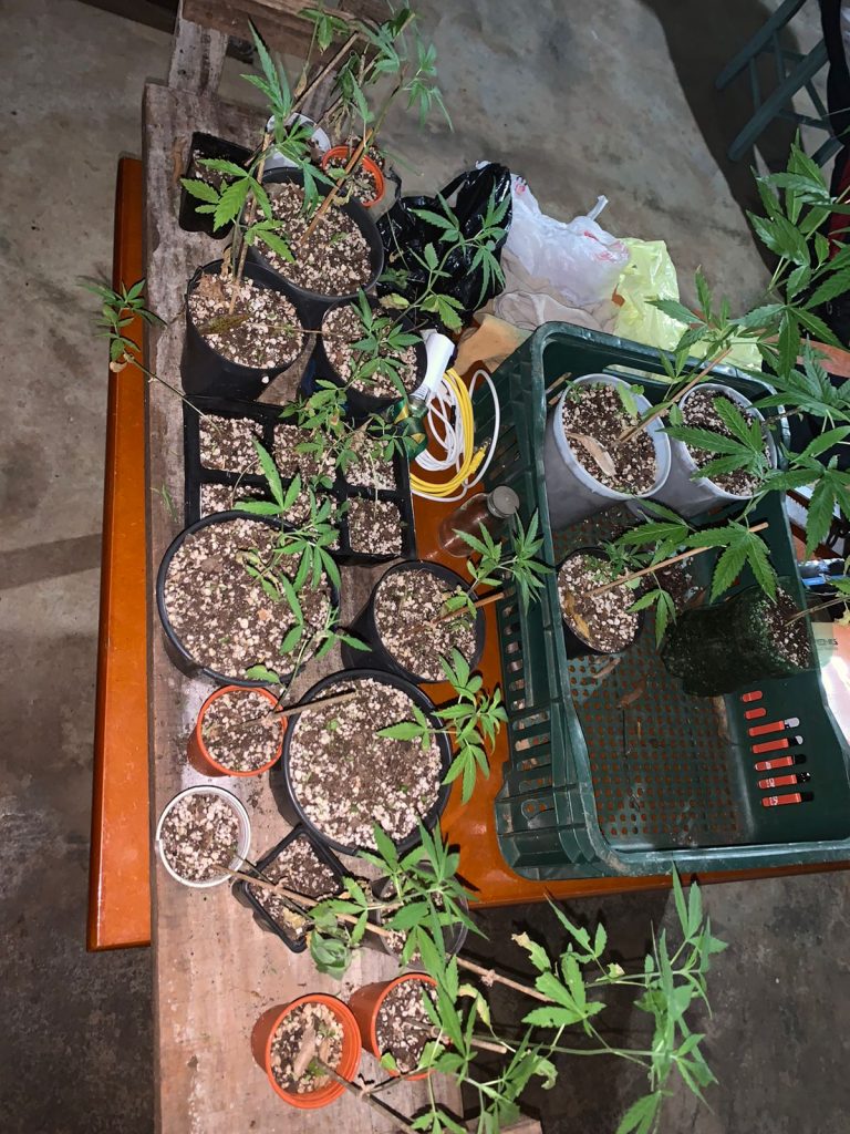 Homem é preso por cultivar plantação de maconha em Nicolau Vergueiro