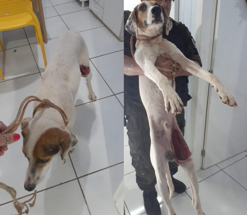 Cachorro tem parte do couro retirado da perna na Vila Annes em PF