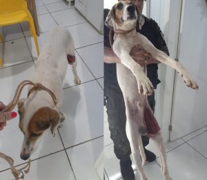 Cachorro tem parte do couro retirado da perna na Vila Annes em PF