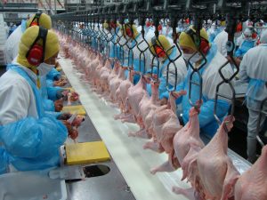 Investimento de R$ 1 bilhão na indústria brasileira fez exportação de carne de frango crescer 9% em 2021
