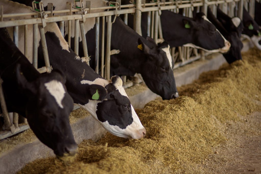Aumento na safra das culturas de inverno deve minimizar impactos da quebra do milho na alimentação animal