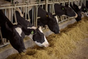 Aumento na safra das culturas de inverno deve minimizar impactos da quebra do milho na alimentação animal