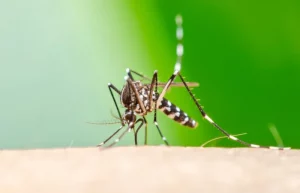 Passo Fundo não possui nenhum caso de febre Chikungunya