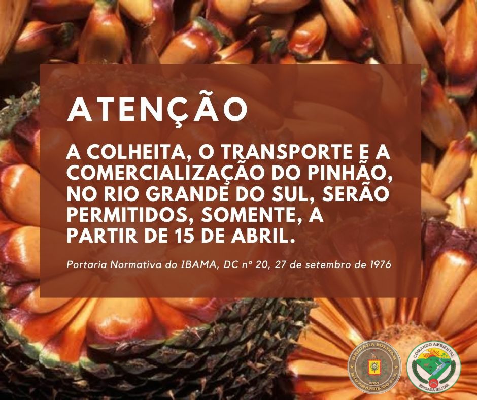 Batalhão Ambiental realiza operação contra a venda de pinhão em Passo Fundo
