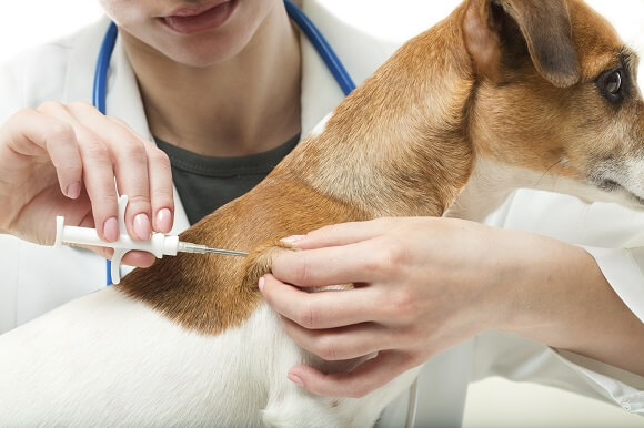 Secretaria do Meio Ambiente faz o controle de animais através da implantação de microchips