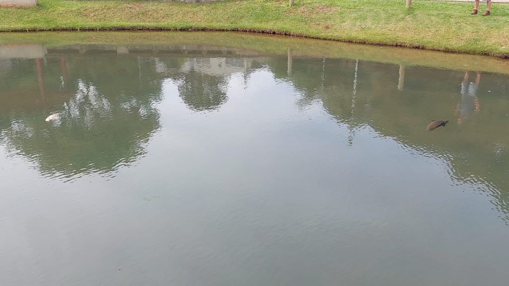 Prefeitura investiga o que está causando a morte de peixes no lago do Parque da Gare