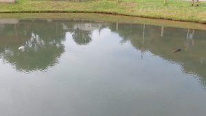 Prefeitura investiga o que está causando a morte de peixes no lago do Parque da Gare