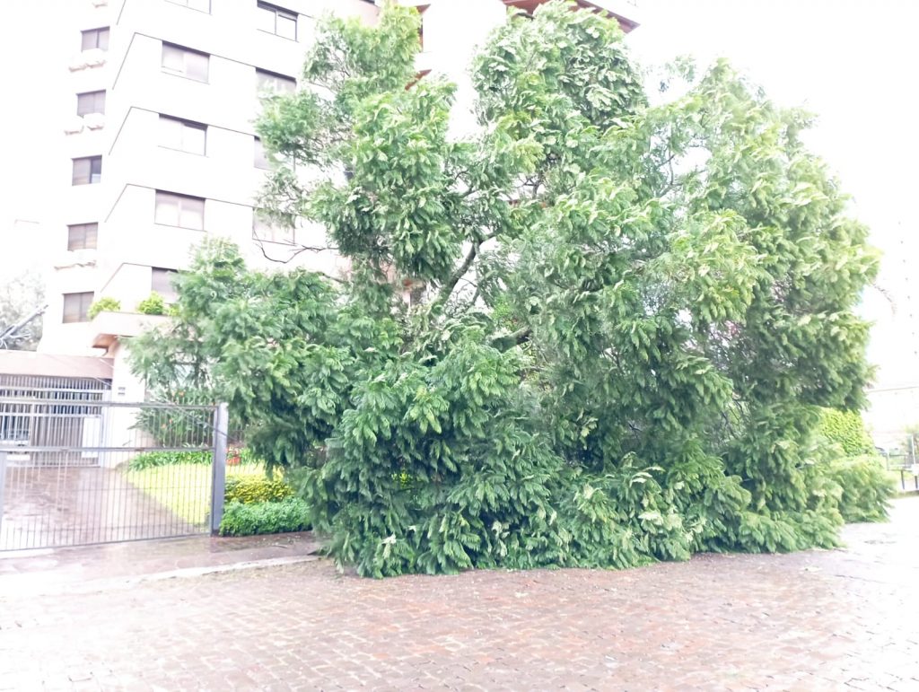 Árvore cai durante a madrugada em Passo Fundo