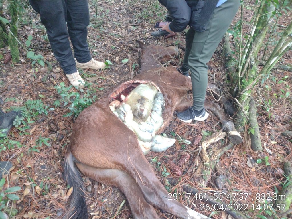 3°BABM tenta localizar onça-parda que esta matando cavalos na região de Canela