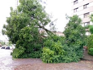 Árvore cai durante a madrugada em Passo Fundo