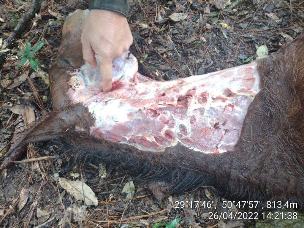 3°BABM tenta localizar onça-parda que esta matando cavalos na região de Canela