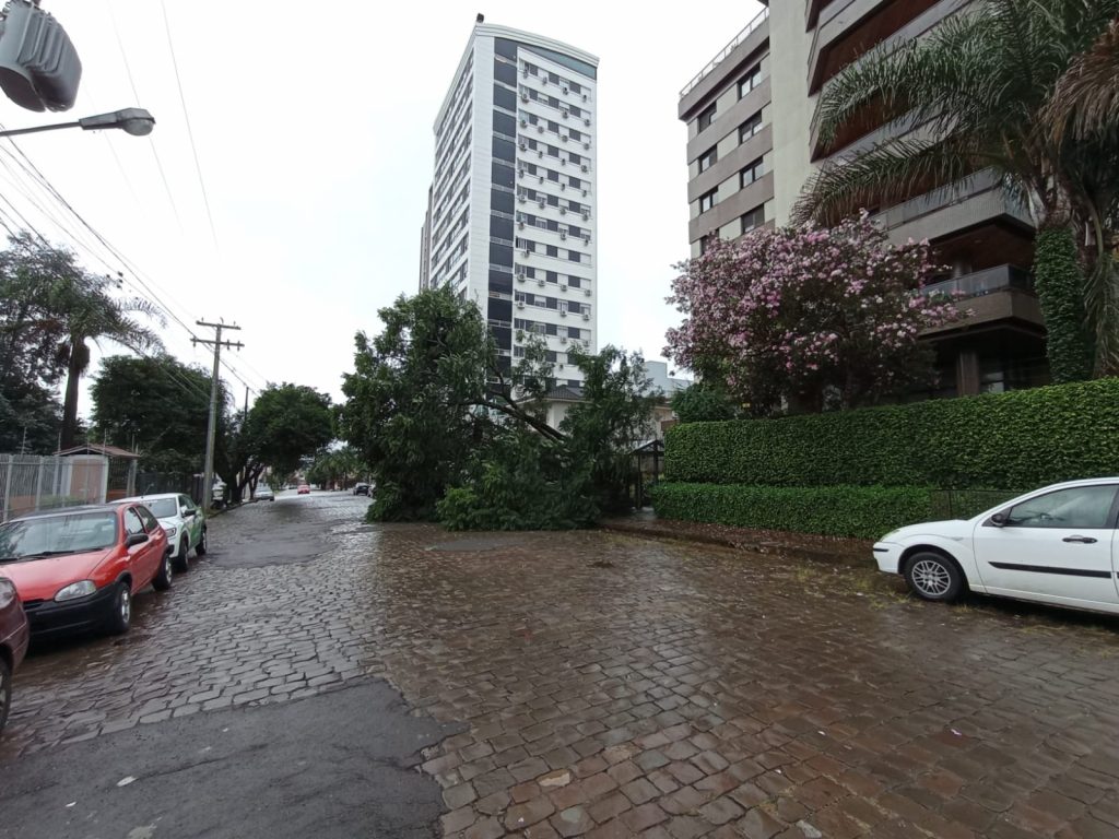 Árvore cai durante a madrugada em Passo Fundo