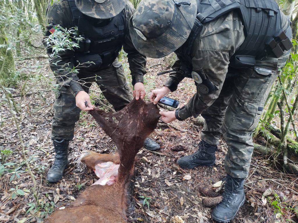 3°BABM tenta localizar onça-parda que esta matando cavalos na região de Canela