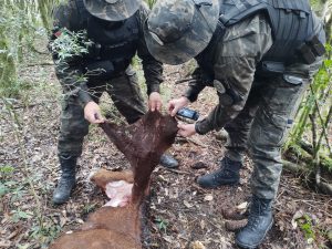 3°BABM tenta localizar onça-parda que esta matando cavalos na região de Canela