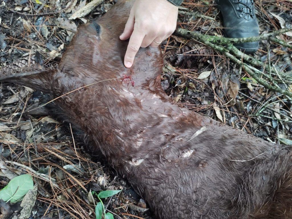 3°BABM tenta localizar onça-parda que esta matando cavalos na região de Canela