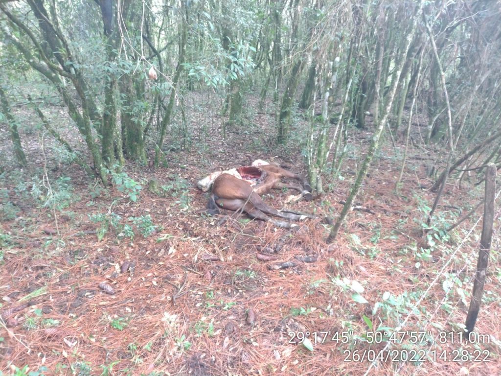 3°BABM tenta localizar onça-parda que esta matando cavalos na região de Canela