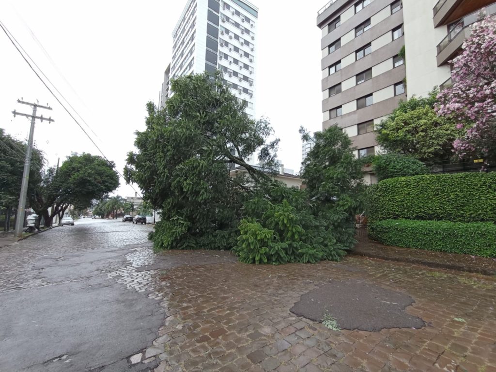 Árvore cai durante a madrugada em Passo Fundo